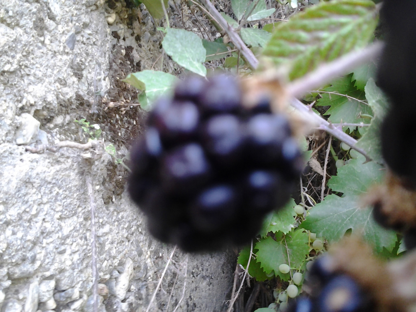 la natura nel suo rigoglio