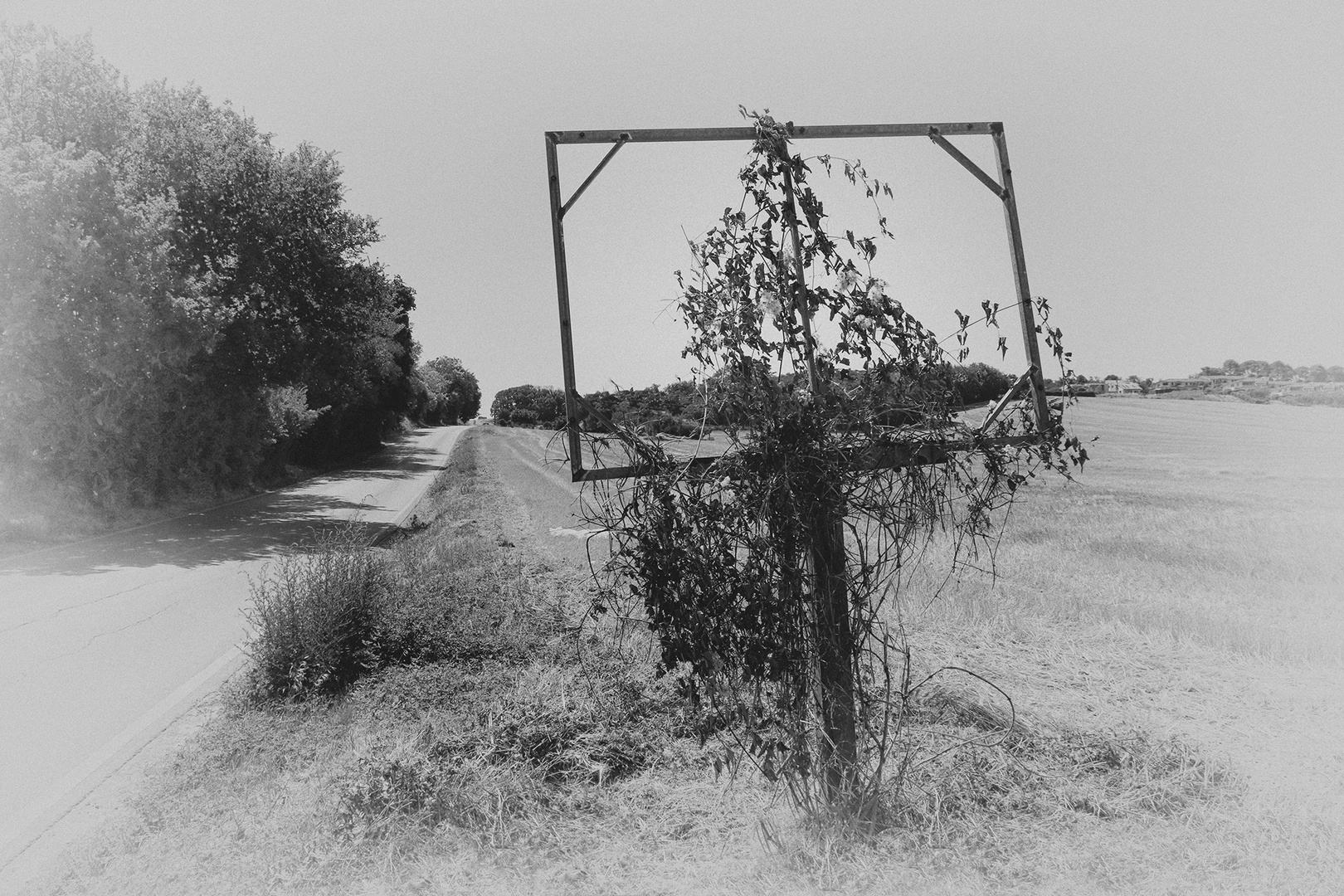 La natura si riprende i suoi spazi.