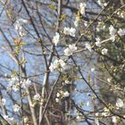 LA NATURA SI RISVEGLIA