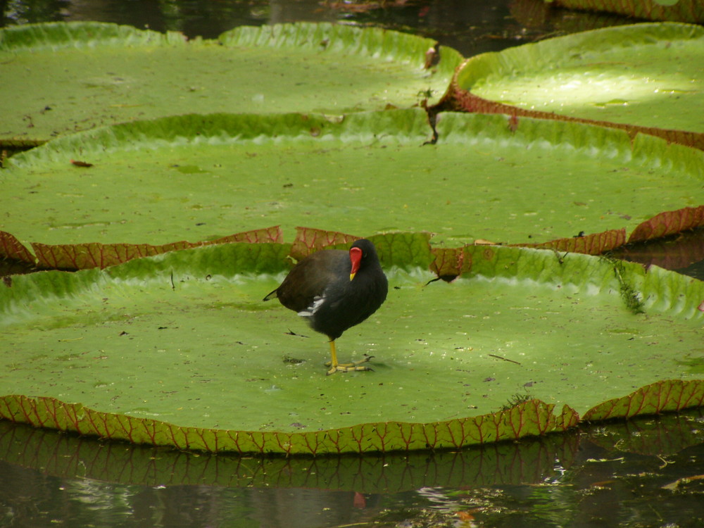 La natura, splendore e leggerezza