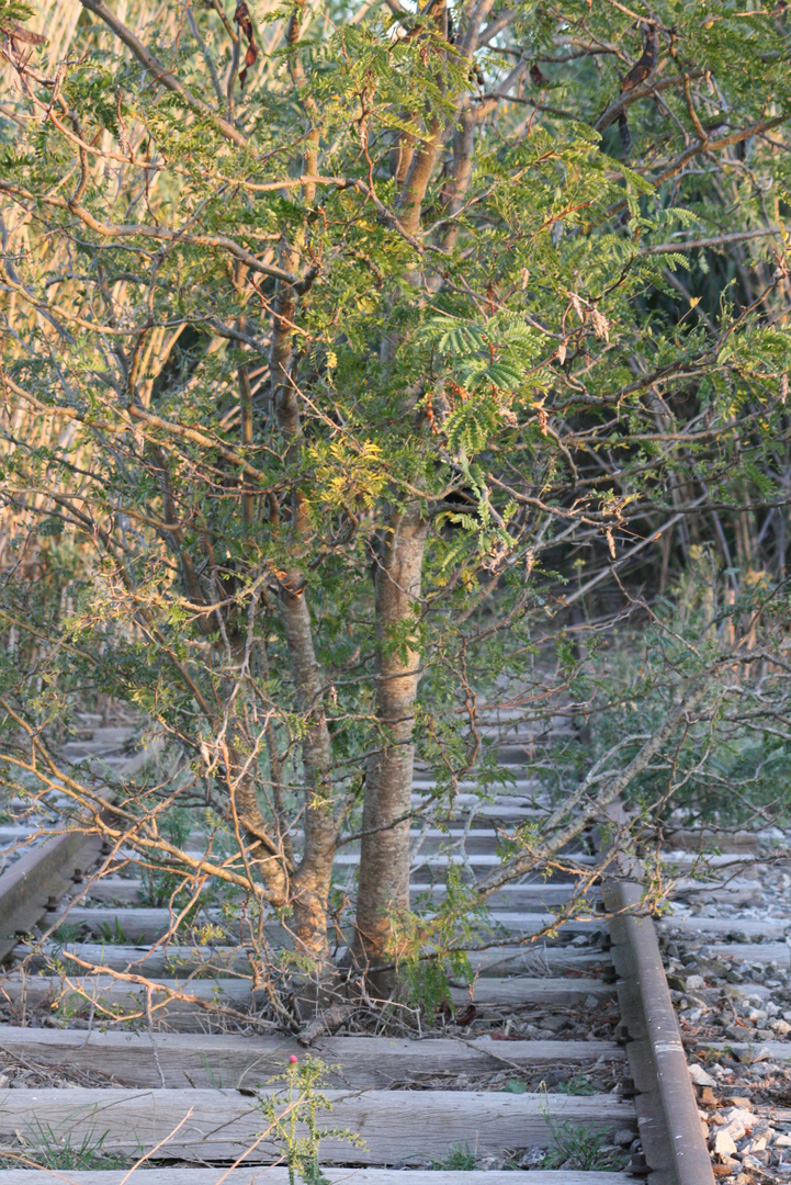 la Naturaleza ataca