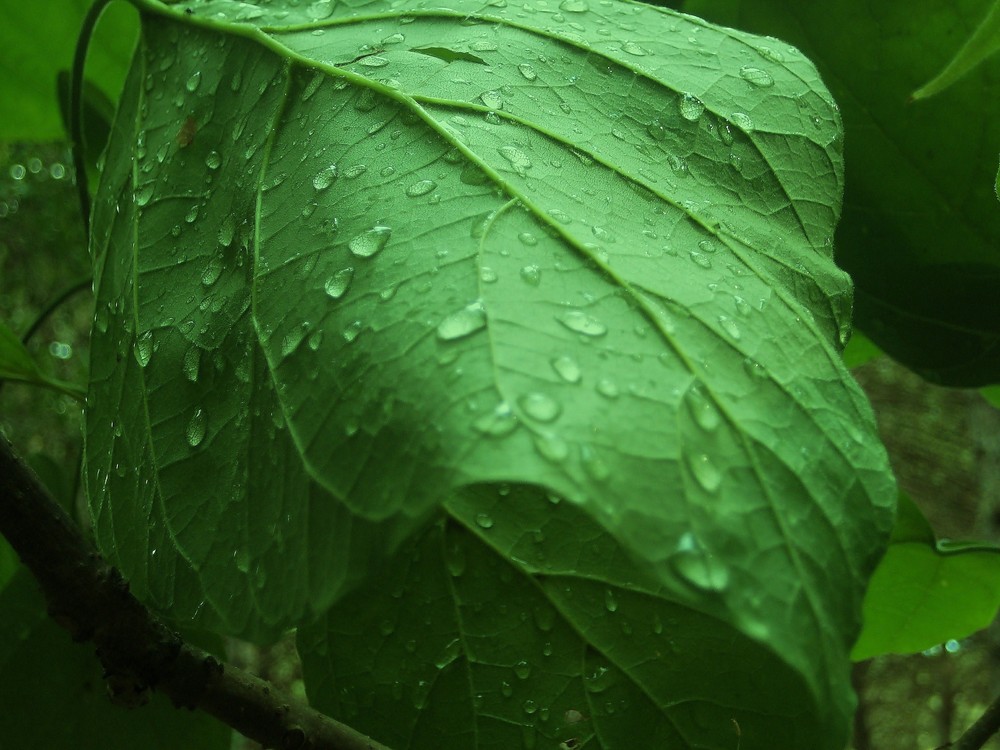 LA NATURALEZA "LLORA"