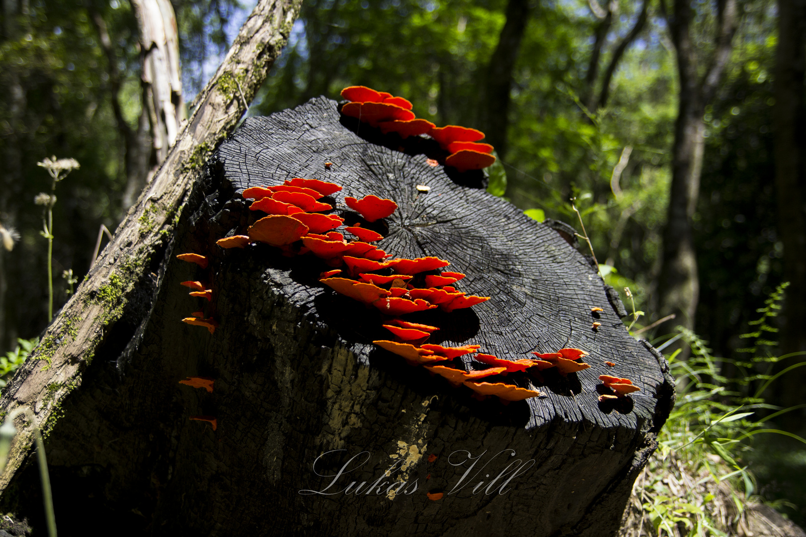 "La Naturaleza obra sin maestros" Hipocrates