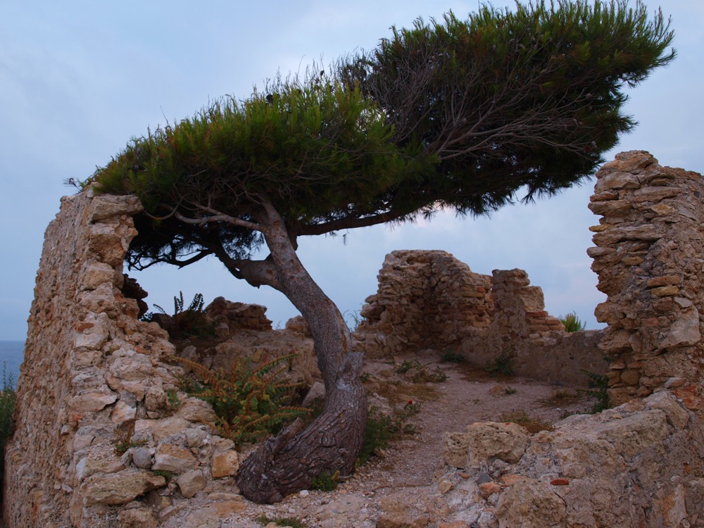 la naturaleza reclamando su tereno