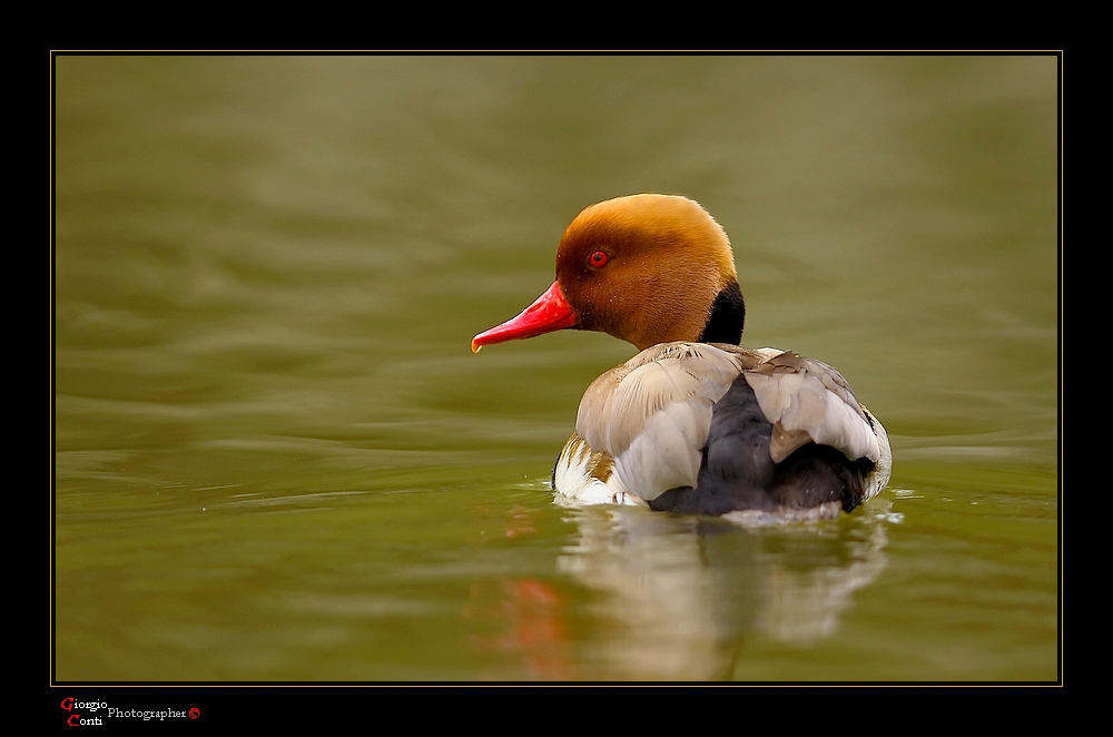 la naturaleza y sus colores