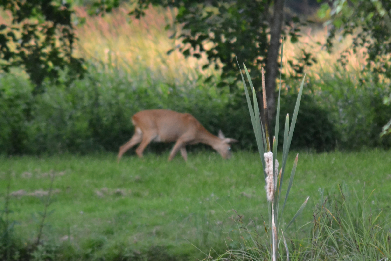 la nature