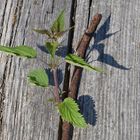 La nature a horreur du vide