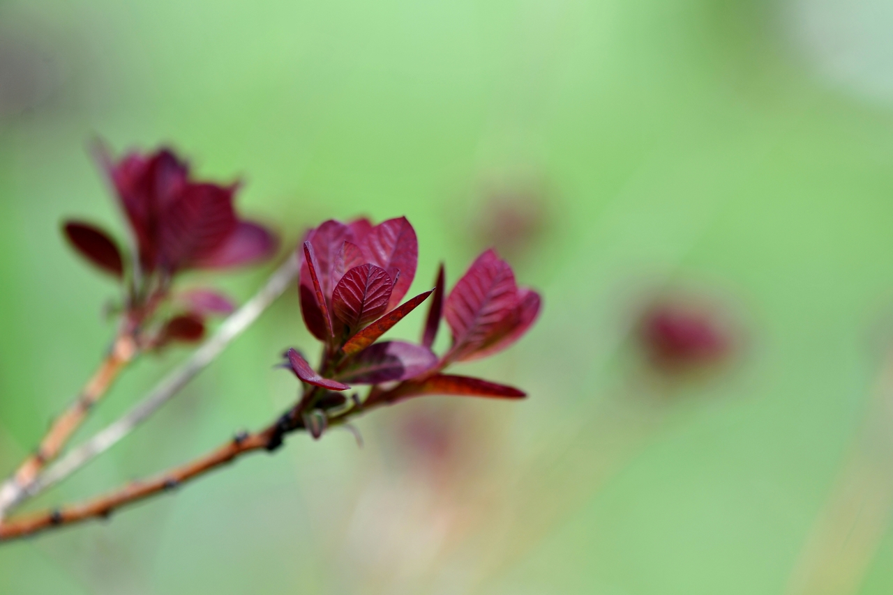 La nature au printemps