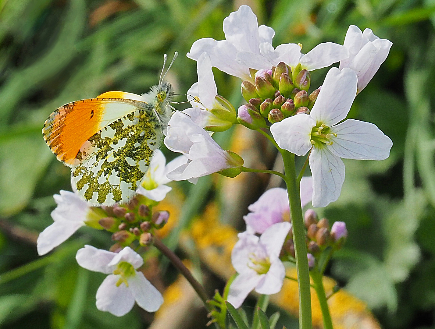 La nature au printemps