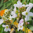 La nature au printemps