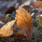 La nature au repos