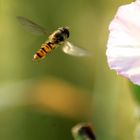 la nature dans sa simplicité