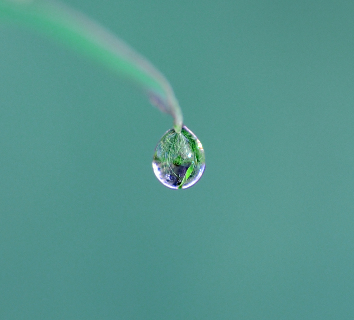 la nature dans une goutte d'eau