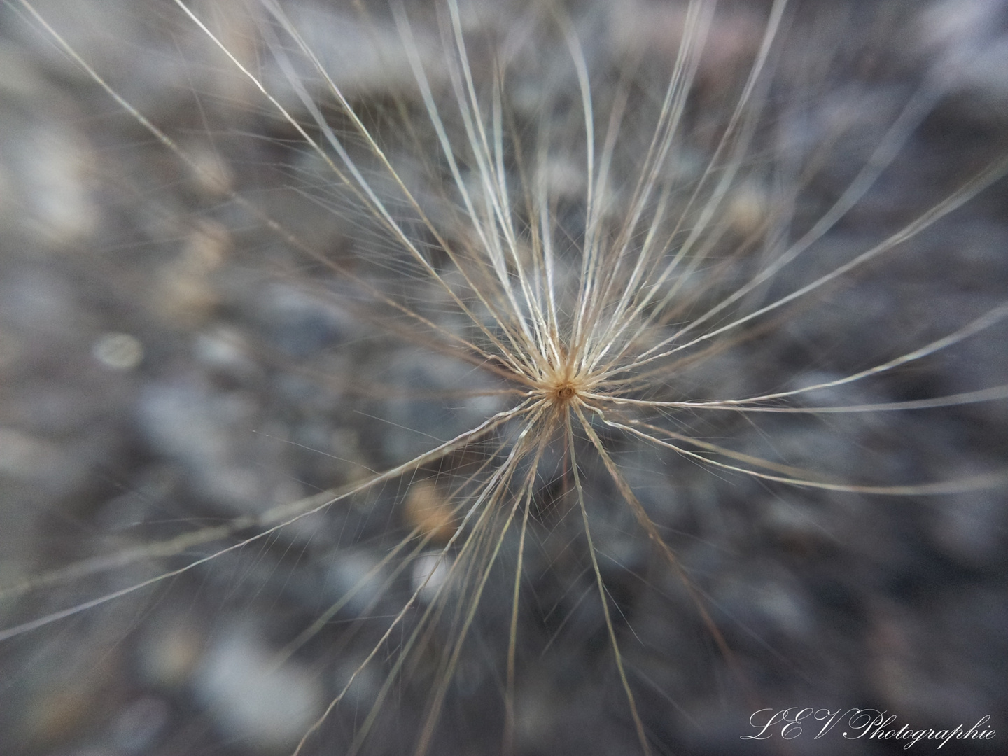 La nature en détail