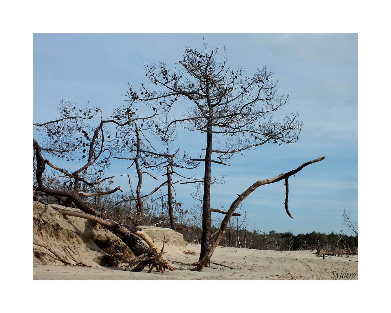 La nature en détresse