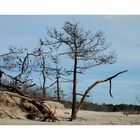 La nature en détresse