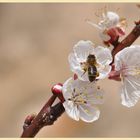 La nature en éveil, vive les beaux jours !