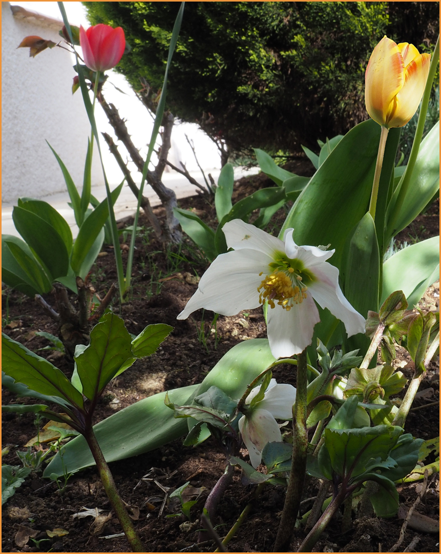 La nature en folie