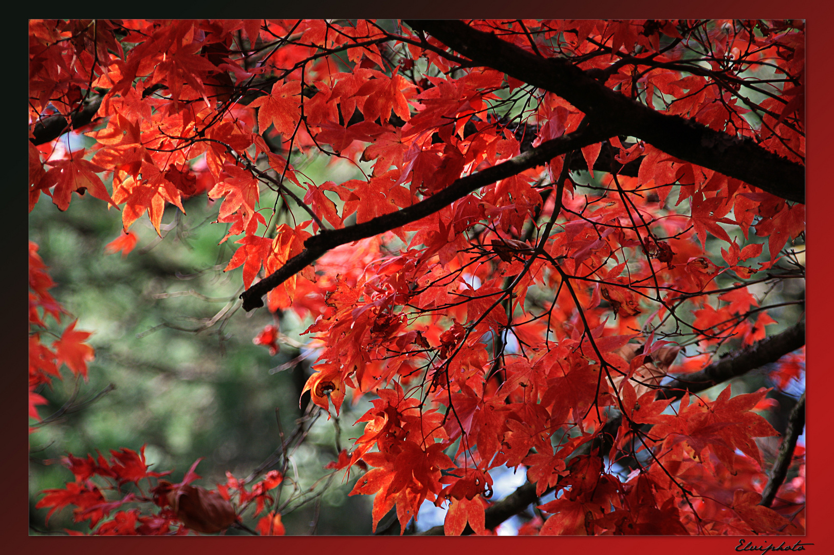 La nature en parure d'automne