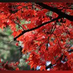 La nature en parure d'automne