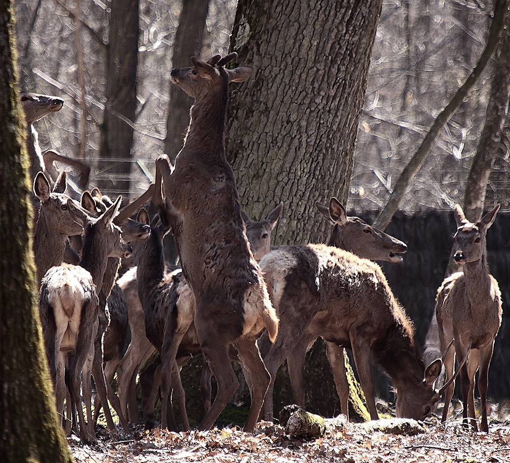 la nature est ainsi " Revue par  Ingrid "