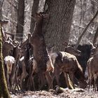 la nature est ainsi " Revue par  Ingrid "