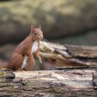 la nature est belle avec mon ami NOISETTE