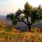 La NATURE est BELLE !!!... DEHESA ANDALUZA - MARBELLA del MAR