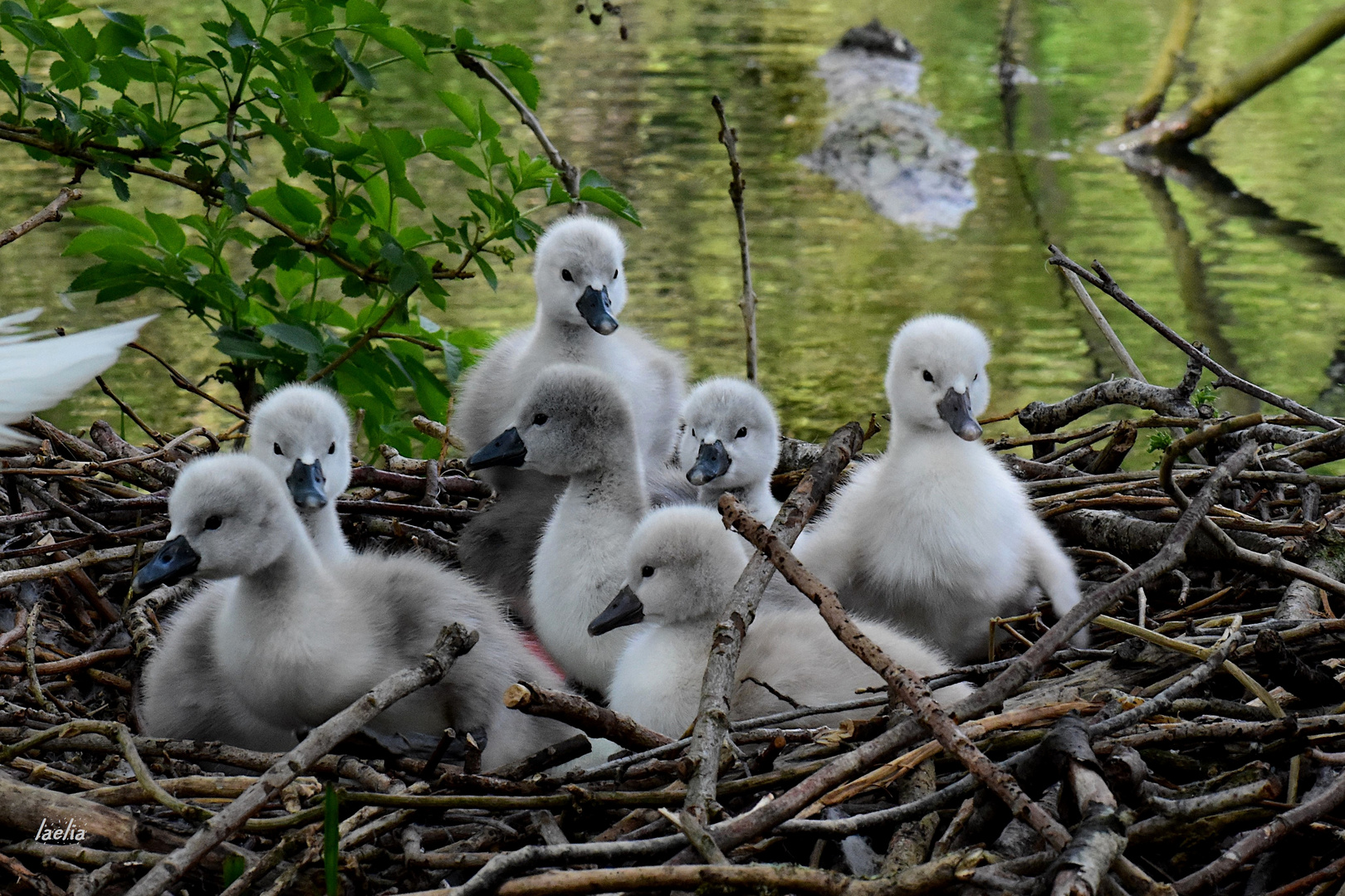 la nature nous offre de belles choses bebes cygneaux