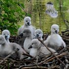 la nature nous offre de belles choses bebes cygneaux