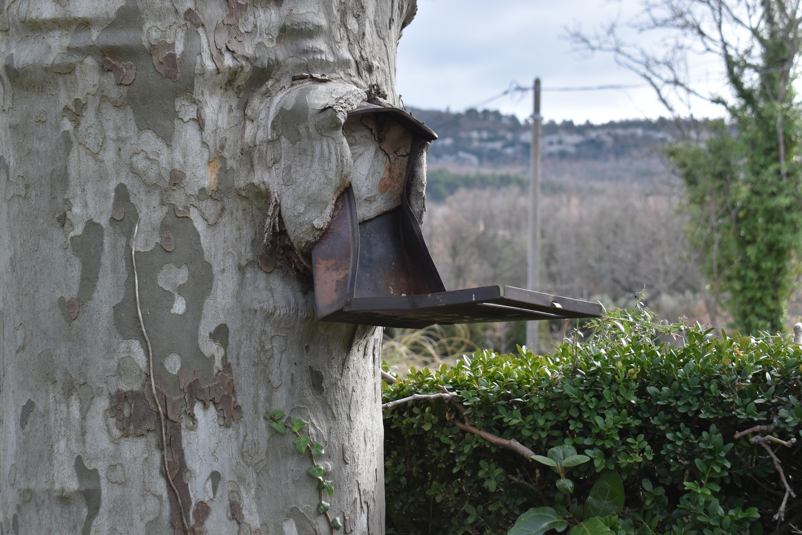 La nature reprend ces droits