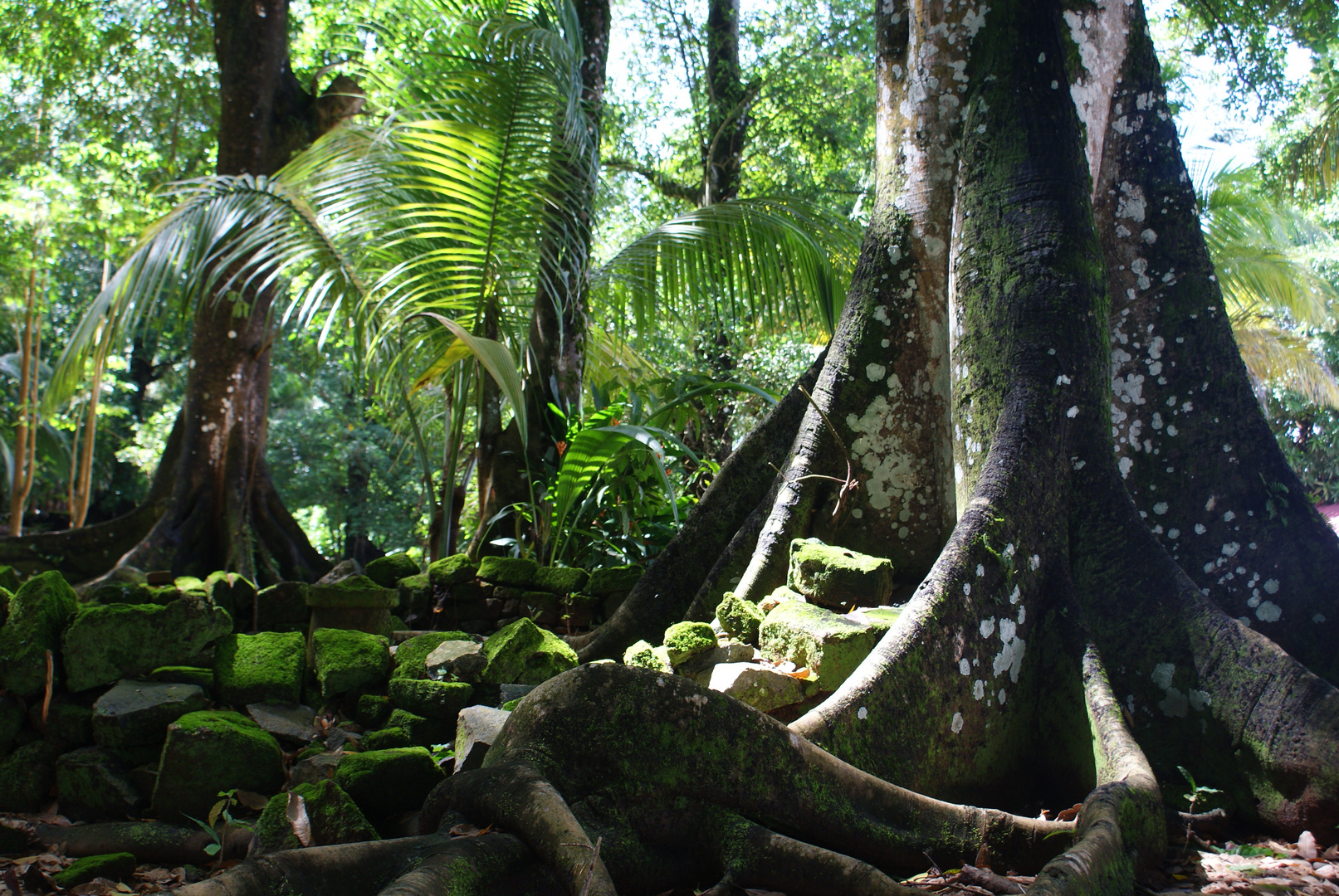 la nature reprend le dessus