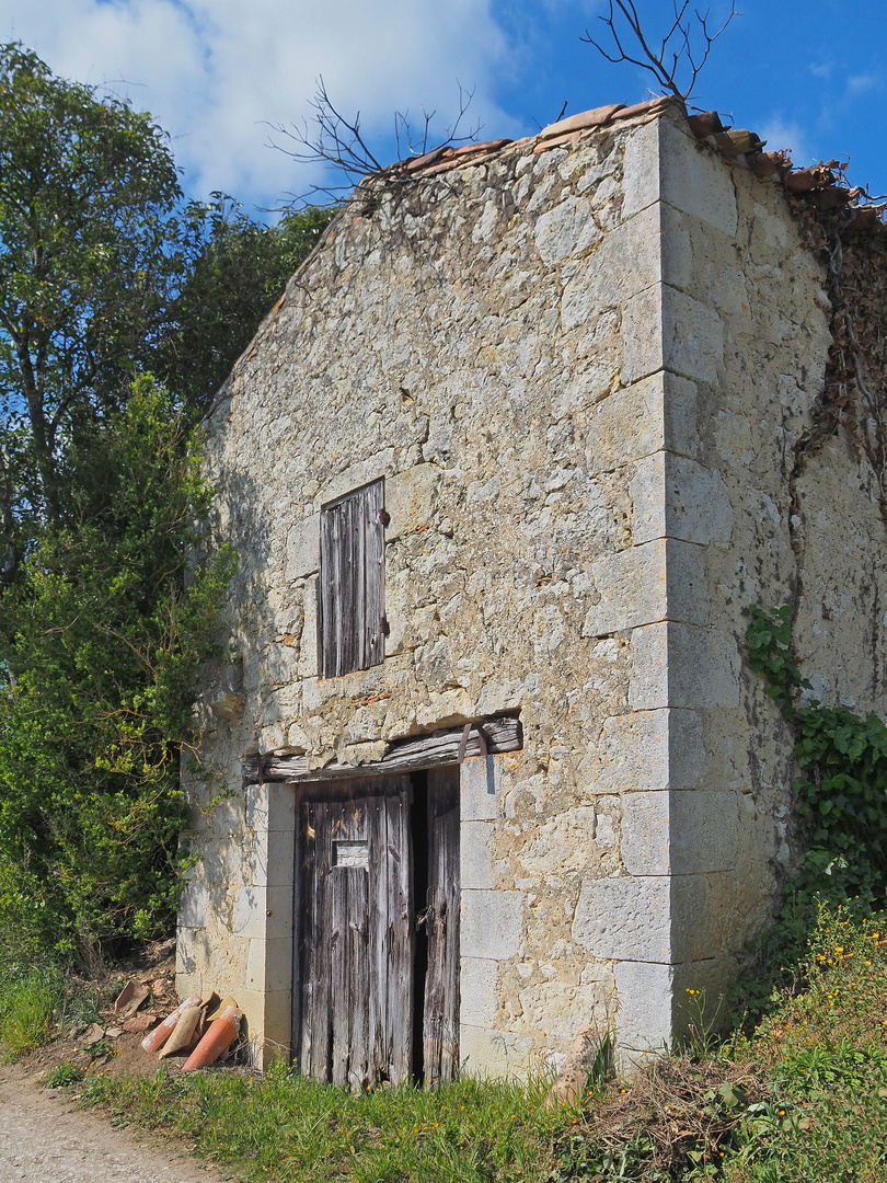 La nature reprend ses droits…jusque sur le toit	