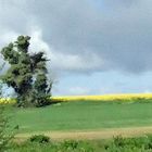 la  nature s'ébroue au printemps 