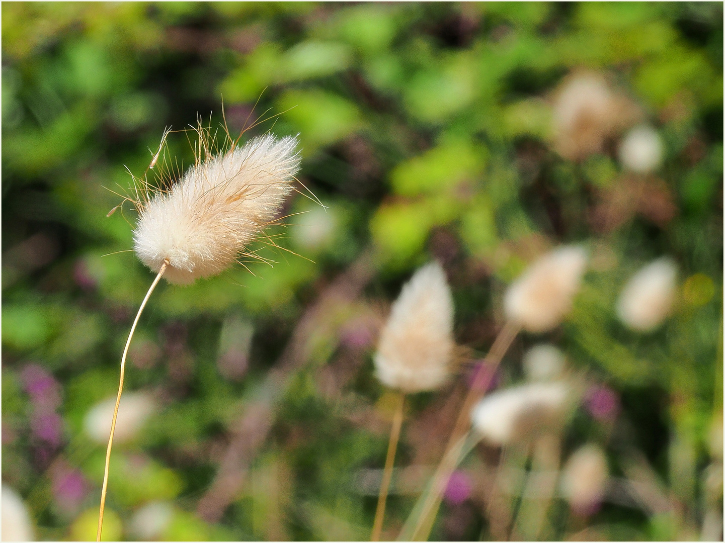 La nature, simplement