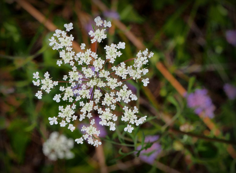 La nature, simplement…