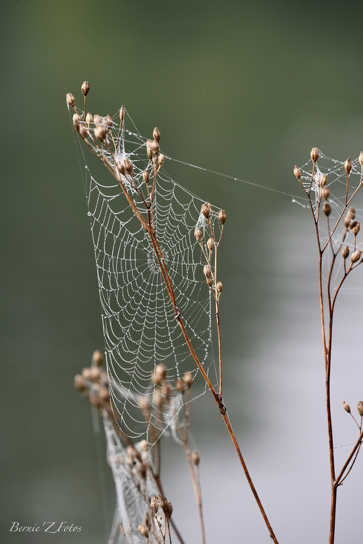 La nature tisse sa toile