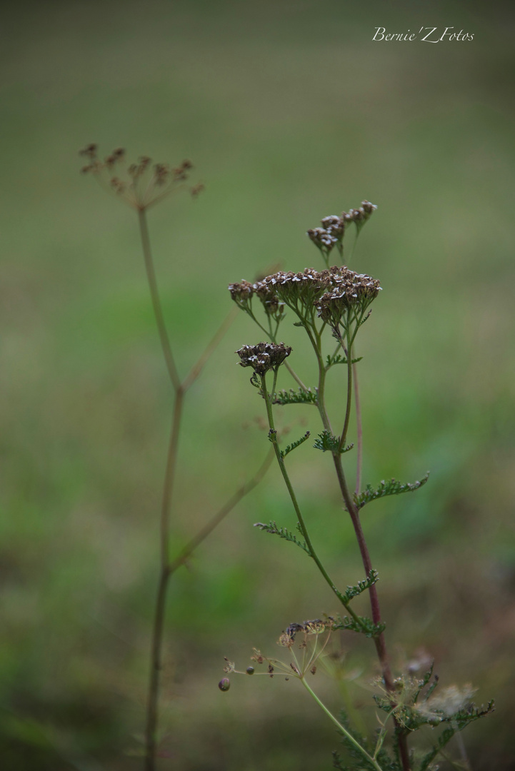 La nature très simplement