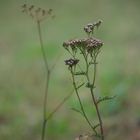 La nature très simplement