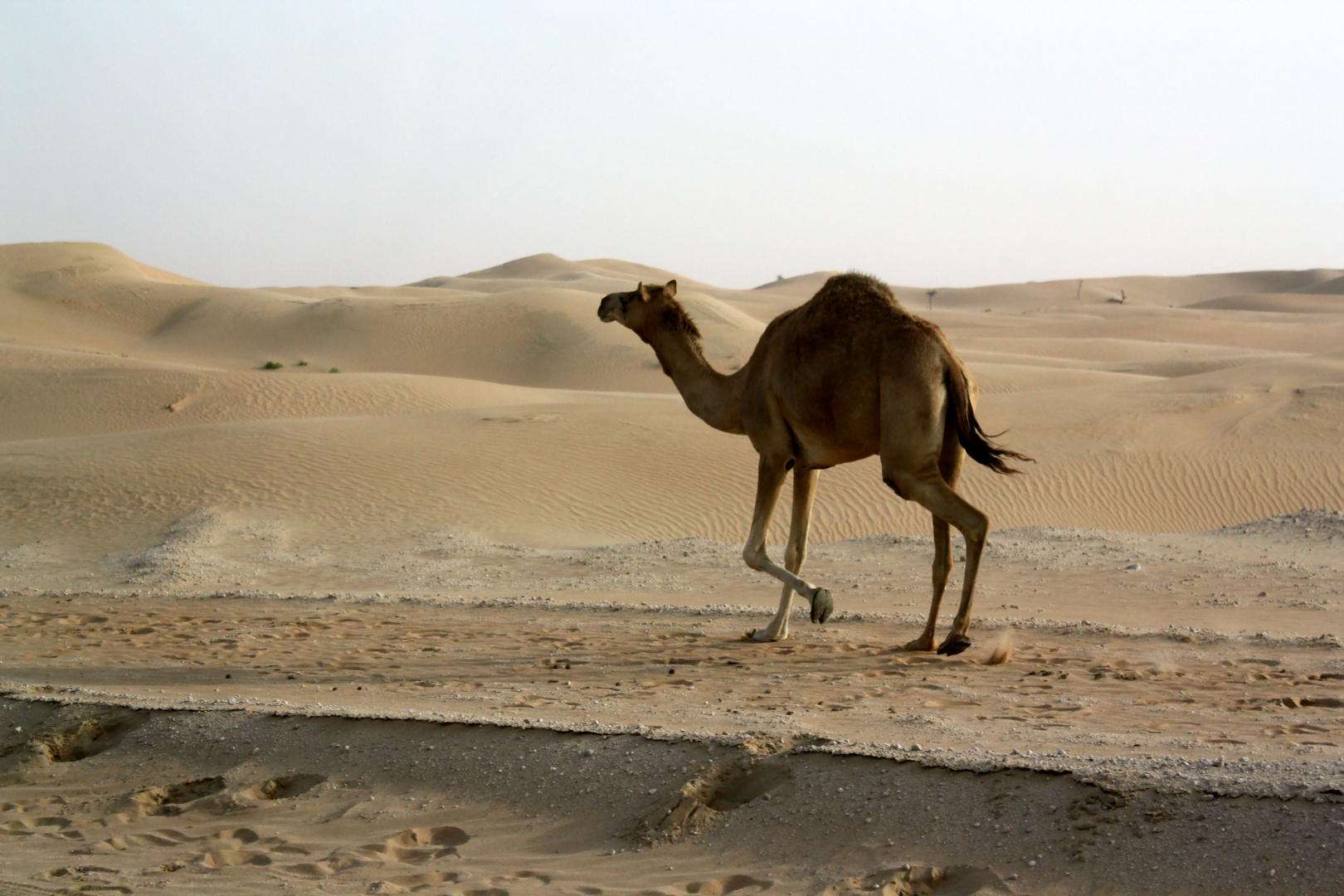 La nave del deserto