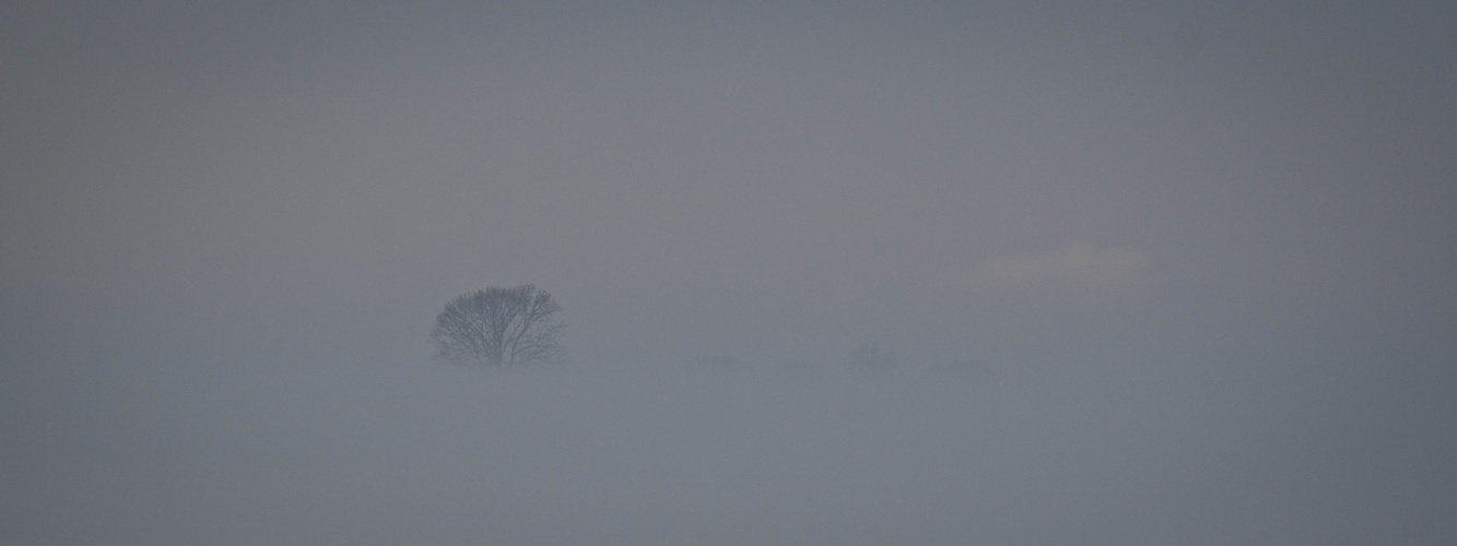 la nebbia...