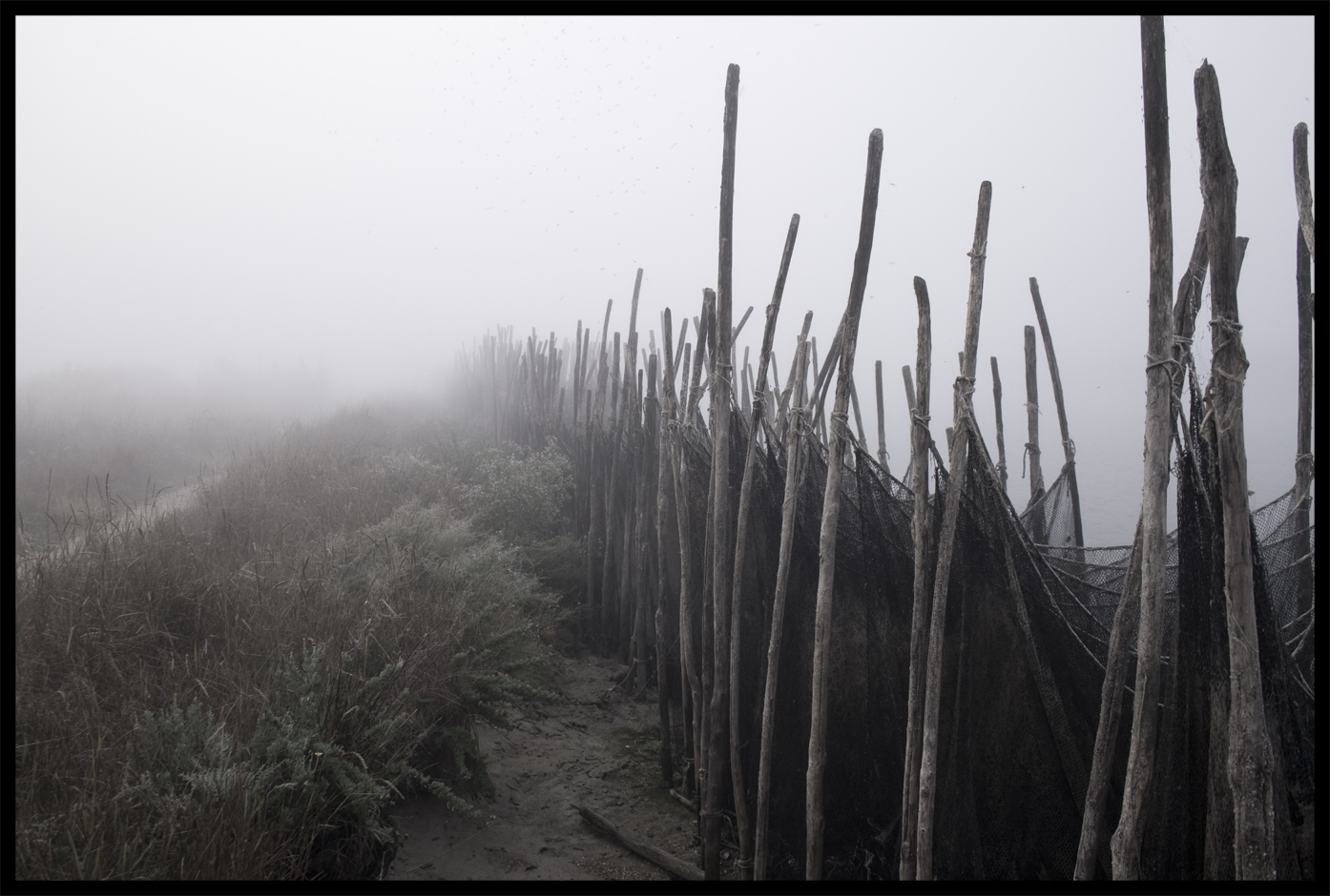 La nebbia