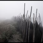 La nebbia