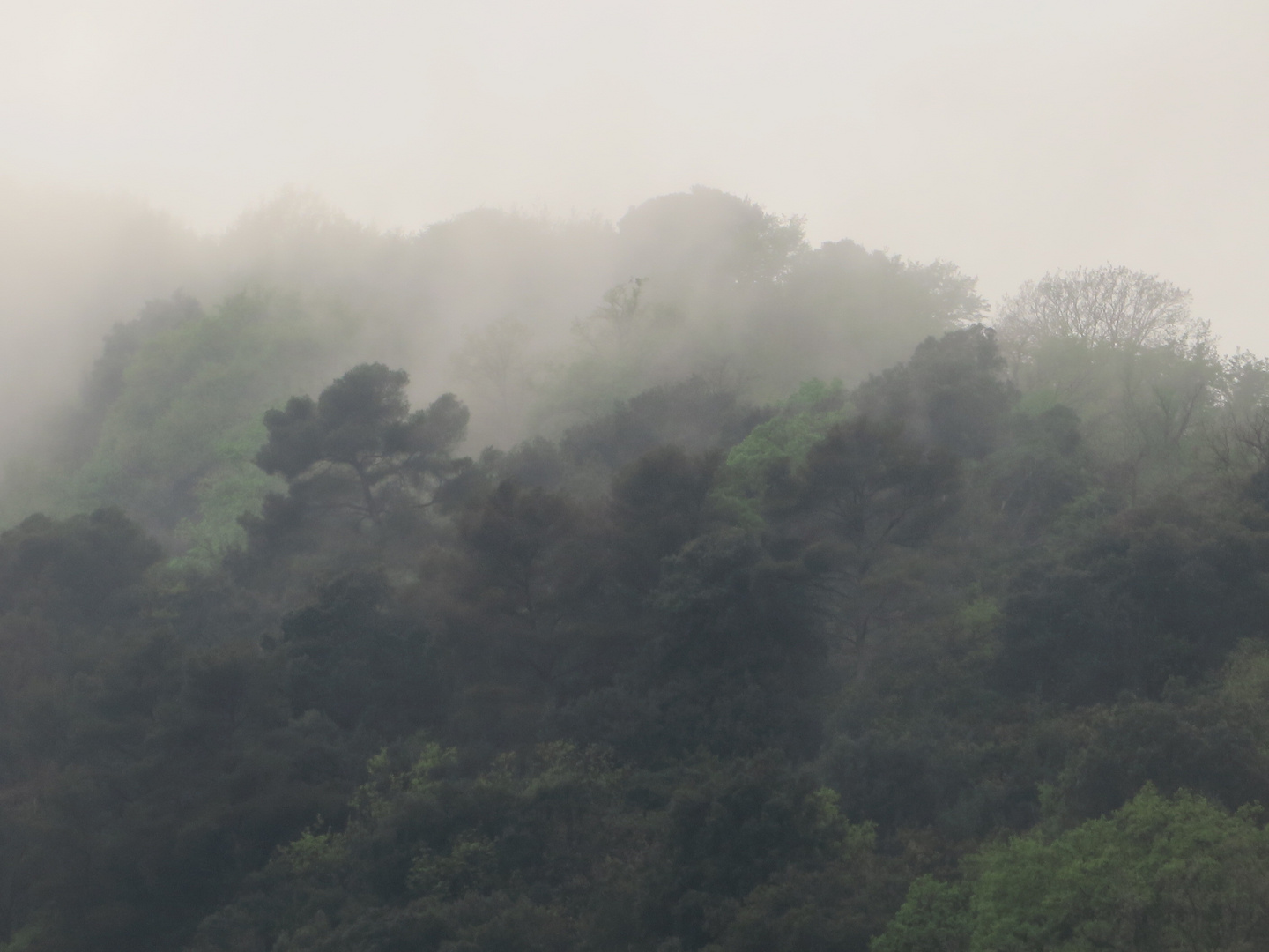 La nebbia agli irti colli