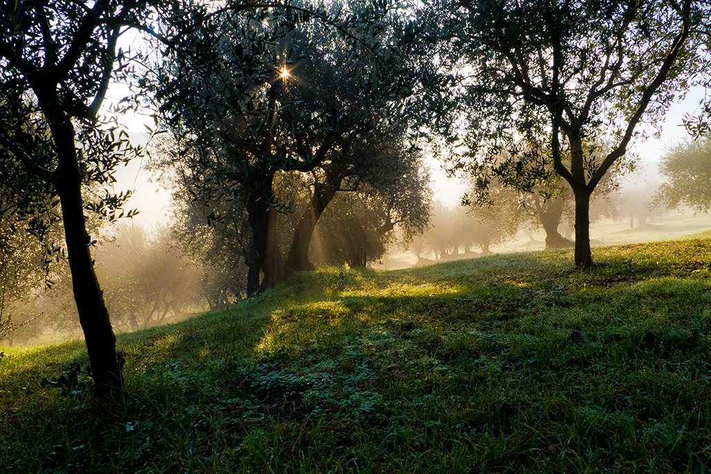 "La nebbia agli irti colli......."