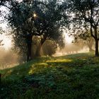 "La nebbia agli irti colli......."