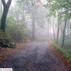 La nebbia bassa....