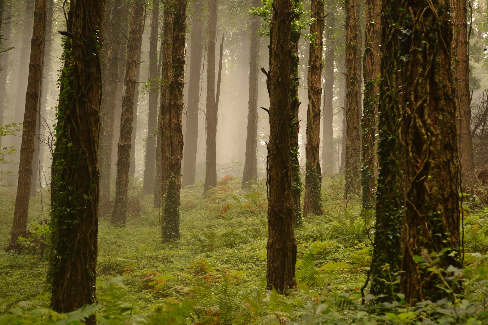 La nebbia che ricopre il bosco 