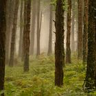 La nebbia che ricopre il bosco 