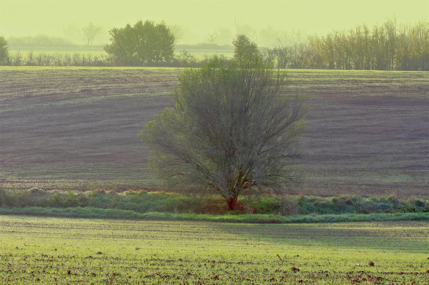 La nebbiolina del mattino